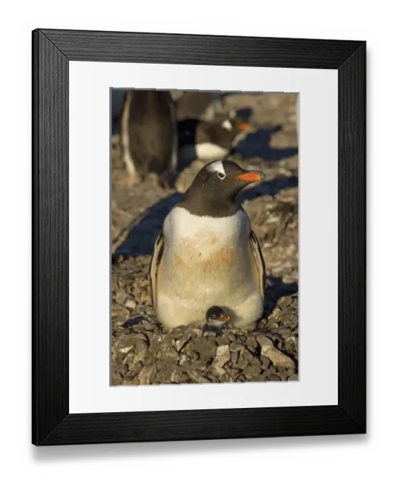 Framed Print : Antarctic, Antarctic Framed Print : Antarctic, Antarctic