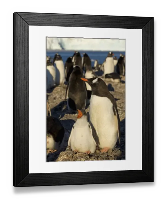 Framed Print : Antarctic, Antarctic Framed Print : Antarctic, Antarctic