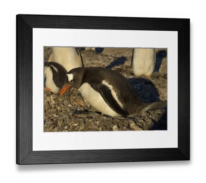 Framed Print : gentoo penguin, Pygoscelis papua, feeding its newborn chick, South Shetland Islands Framed Print : gentoo penguin, Pygoscelis papua, feeding its newborn chick, South Shetland Islands