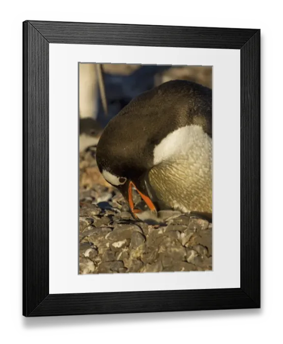 Framed Print : Antarctic, Antarctic Framed Print : Antarctic, Antarctic