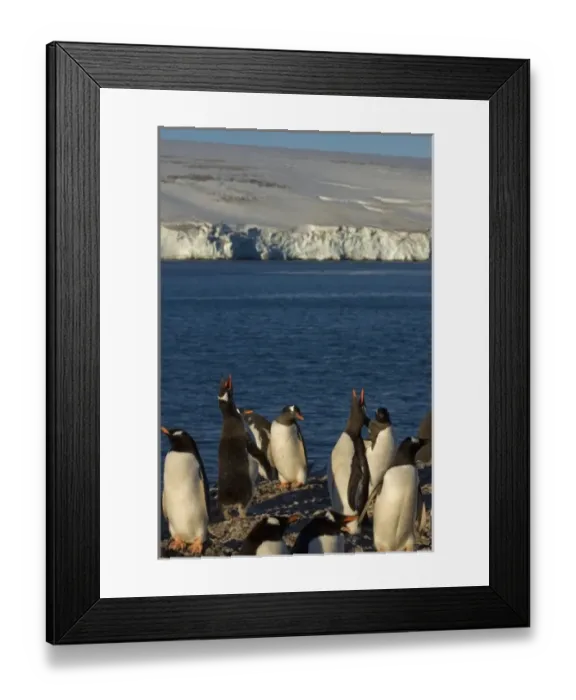 Framed Print : gentoo penguin, Pygoscelis papua, rookery on the South Shetland Islands, Antarctica Framed Print : gentoo penguin, Pygoscelis papua, rookery on the South Shetland Islands, Antarctica