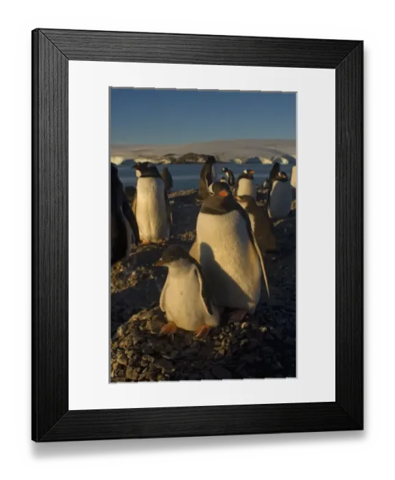 Framed Print : gentoo penguin, Pygoscelis papua, with chick on nest, South Shetland Islands, Antarctica Framed Print : gentoo penguin, Pygoscelis papua, with chick on nest, South Shetland Islands, Antarctica