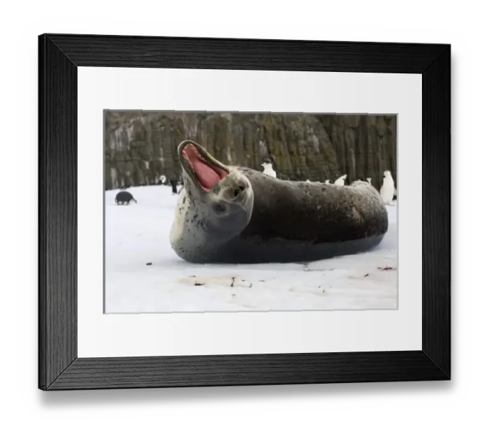 Framed Print : chinstrap penguins, Pygoscelis antarctica, and leopard seal, Hydrurga leptonyx Framed Print : chinstrap penguins, Pygoscelis antarctica, and leopard seal, Hydrurga leptonyx