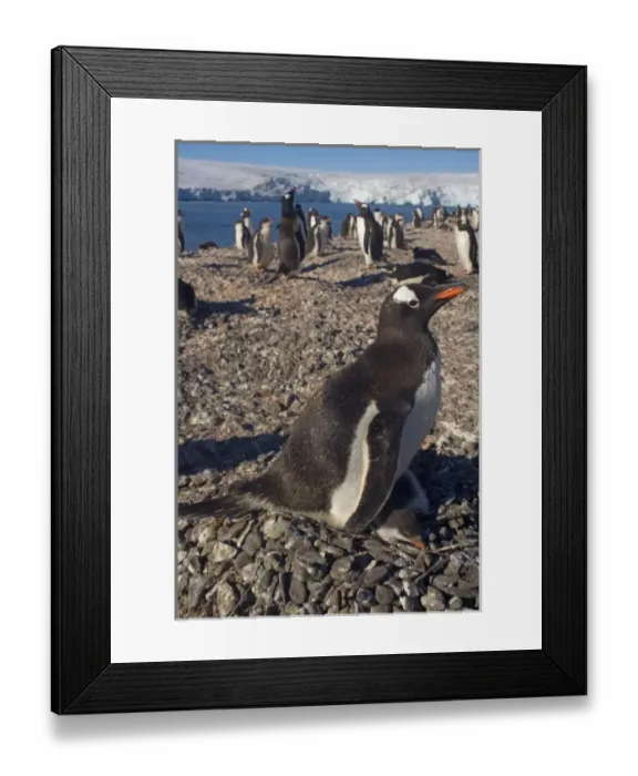Framed Print : gentoo penguin, Pygoscelis papua, with newborn chick on nest, South Shetland Islands Framed Print : gentoo penguin, Pygoscelis papua, with newborn chick on nest, South Shetland Islands