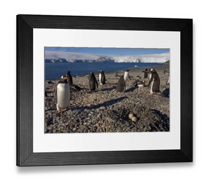 Framed Print : gentoo penguins, Pygoscelis papua, with eggs on nest, South Shetland Islands, Antarctica Framed Print : gentoo penguins, Pygoscelis papua, with eggs on nest, South Shetland Islands, Antarctica