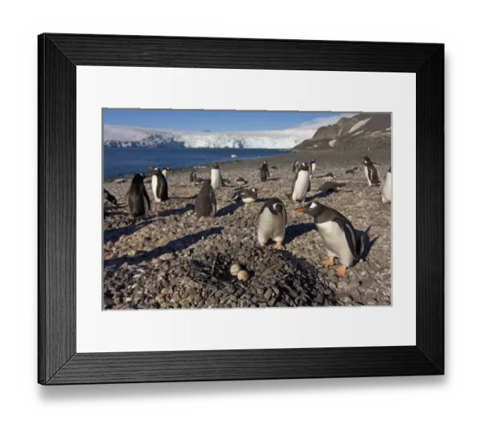 Framed Print : gentoo penguins, Pygoscelis papua, with eggs on nest, South Shetland Islands, Antarctica Framed Print : gentoo penguins, Pygoscelis papua, with eggs on nest, South Shetland Islands, Antarctica