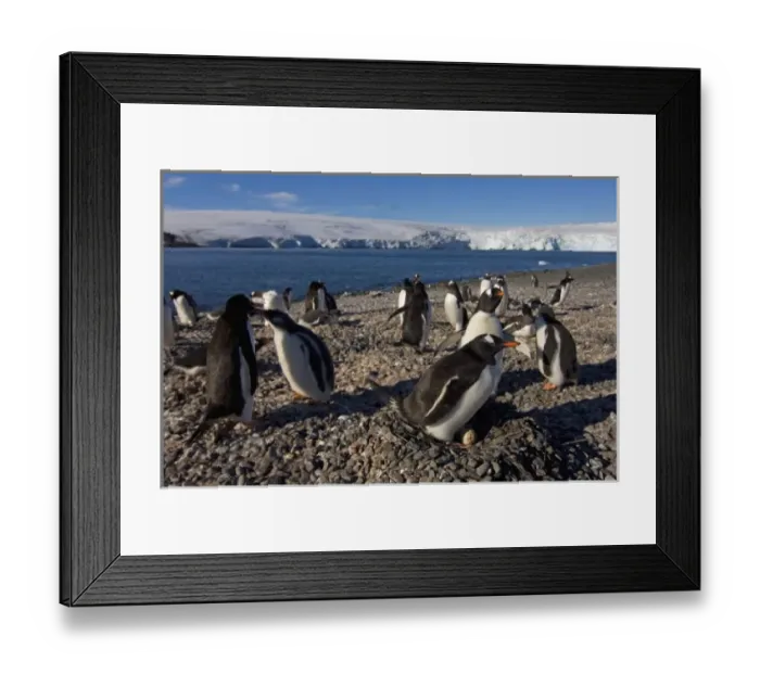 Framed Print : gentoo penguin, Pygoscelis papua, sitting on eggs, South Shetland Islands, Antarctica Framed Print : gentoo penguin, Pygoscelis papua, sitting on eggs, South Shetland Islands, Antarctica
