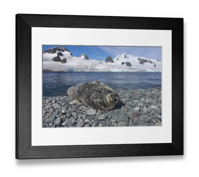Framed Print : weddell seal, Leptonychotes weddellii, resting on a rocky beach along the western