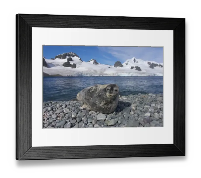 Framed Print : weddell seal, Leptonychotes weddellii, resting on a rocky beach along the western Framed Print : weddell seal, Leptonychotes weddellii, resting on a rocky beach along the western