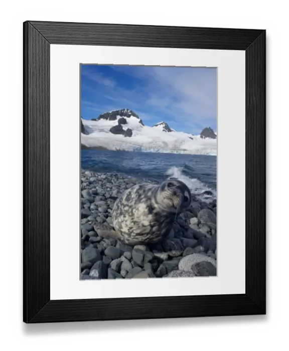 Framed Print : weddell seal, Leptonychotes weddellii, resting on a rocky beach along the western Framed Print : weddell seal, Leptonychotes weddellii, resting on a rocky beach along the western
