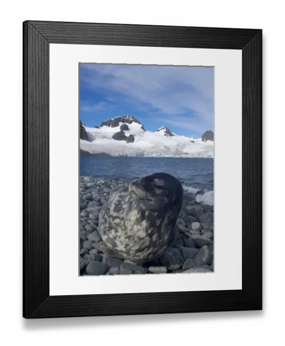 Framed Print : weddell seal, Leptonychotes weddellii, resting on a rocky beach along the western Framed Print : weddell seal, Leptonychotes weddellii, resting on a rocky beach along the western