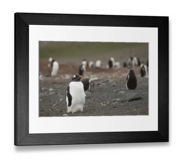 Framed Print : Antarctica, South Shetland Islands, Aitcho Island, Gentoo Penguin Framed Print : Antarctica, South Shetland Islands, Aitcho Island, Gentoo Penguin