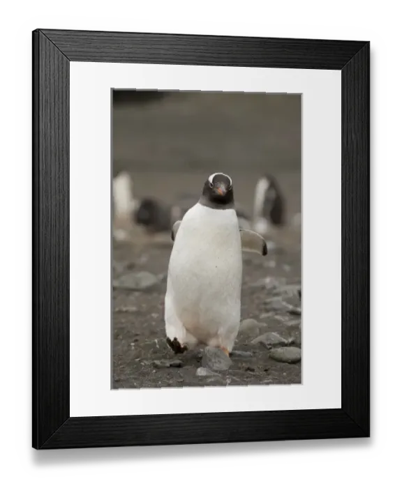 Framed Print : Antarctica, South Shetlands Islands, Aitcho Island, Gentoo Penguin Framed Print : Antarctica, South Shetlands Islands, Aitcho Island, Gentoo Penguin