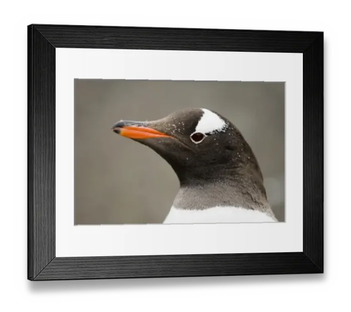 Framed Print : Antarctic, Antarctic Framed Print : Antarctic, Antarctic