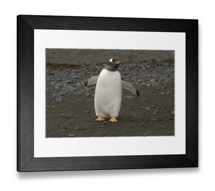 Framed Print : Antarctica, South Shetland Islands, Aitcho Island, Gentoo Penguin Framed Print : Antarctica, South Shetland Islands, Aitcho Island, Gentoo Penguin