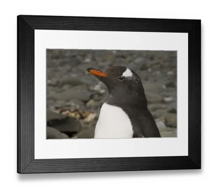 Framed Print : Antarctica, South Shetland Islands, Aitcho Island, Gentoo Penguin Framed Print : Antarctica, South Shetland Islands, Aitcho Island, Gentoo Penguin
