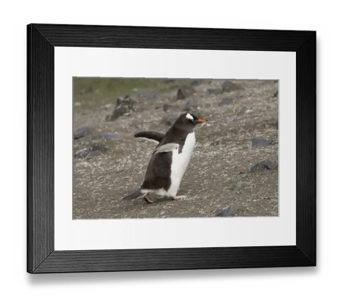 Framed Print : Antarctic, Antarctic Framed Print : Antarctic, Antarctic