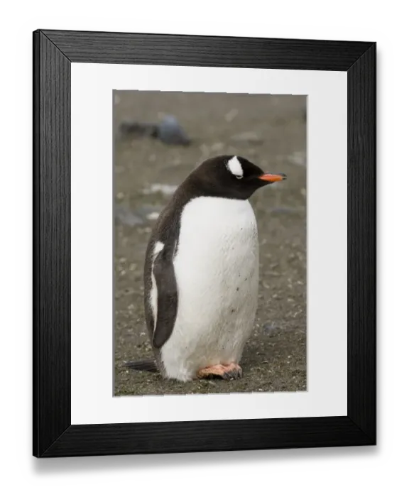 Framed Print : Antarctic, Antarctic