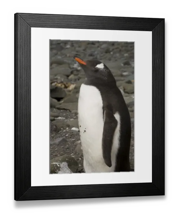 Framed Print : Antarctica, South Shetlands Islands, Aitcho Island, Gentoo Penguin