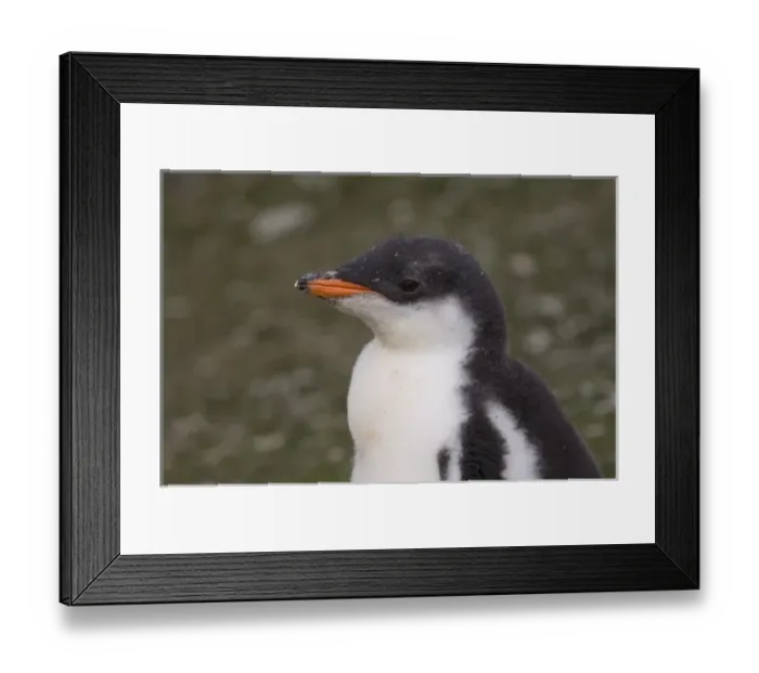Framed Print : Antarctica, South Shetlands Islands, Aitcho Island, Gentoo Penguin