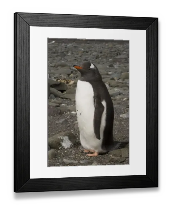 Framed Print : Antarctic, Antarctic Framed Print : Antarctic, Antarctic