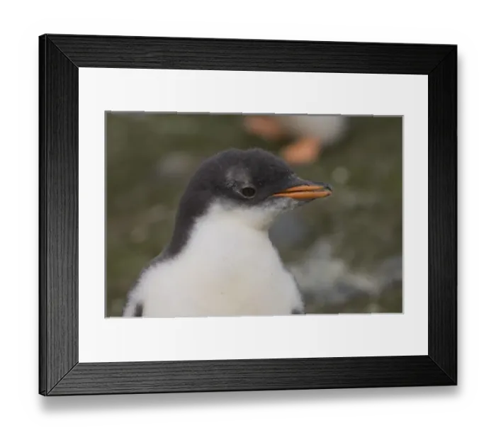 Framed Print : Antarctica, South Shetland Islands, Aitcho Island, Gentoo Penguin Framed Print : Antarctica, South Shetland Islands, Aitcho Island, Gentoo Penguin