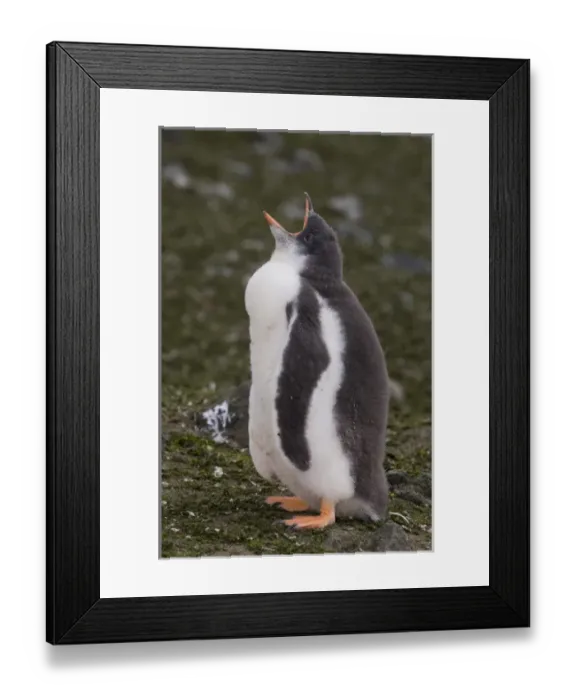 Framed Print : Antarctica, South Shetland Islands, Aitcho Island, Gentoo Penguin