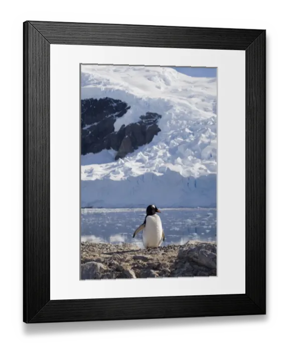 Framed Print : Antarctica, Antarctic Peninsula, Gerlache strait, Neko Harbor, Gentoo Penguin Framed Print : Antarctica, Antarctic Peninsula, Gerlache strait, Neko Harbor, Gentoo Penguin