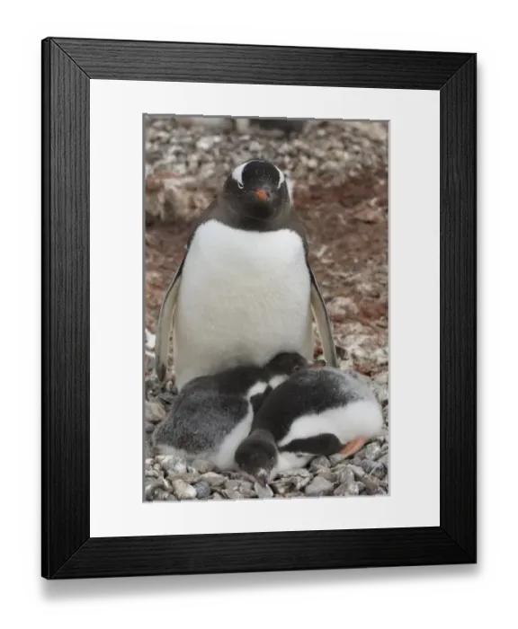 Framed Print : Antarctica, Antarctic Peninsula, Lemaire Channel, Petermann Island, Gentoo Penguins
