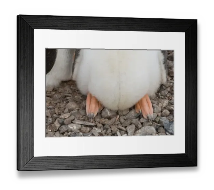 Framed Print : Antarctica, Antarctic Peninsula, Lemaire Channel, Petermann Island, Gentoo Penguin