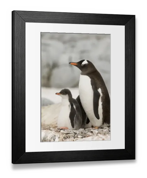 Framed Print : Antarctic, Antarctic Framed Print : Antarctic, Antarctic