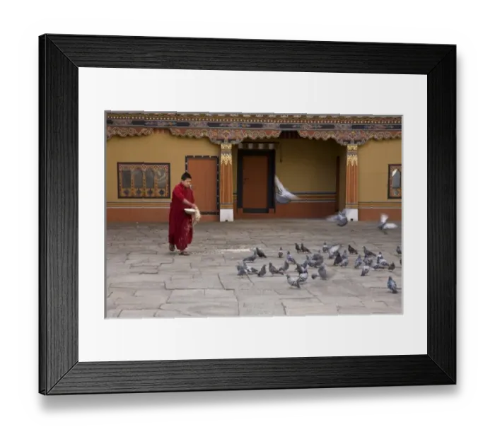 Framed Print : Bhutan, Thimphu. A monk feeds the pigeons inside the courtyard of Tashi Chho Dzong