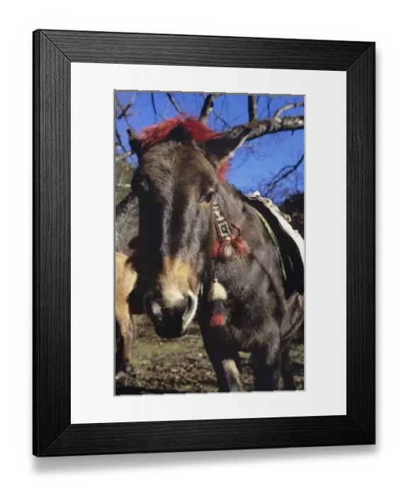 Framed Print : lead horse gets well adorned in Bhutan, trekking Framed Print : lead horse gets well adorned in Bhutan, trekking