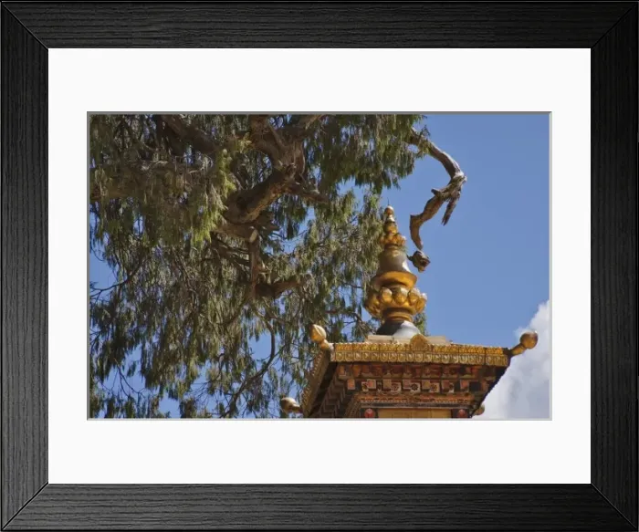 Framed Print : Juniper trees in Kurje Lhakhang, Bumthang, Bhutan Framed Print : Juniper trees in Kurje Lhakhang, Bumthang, Bhutan