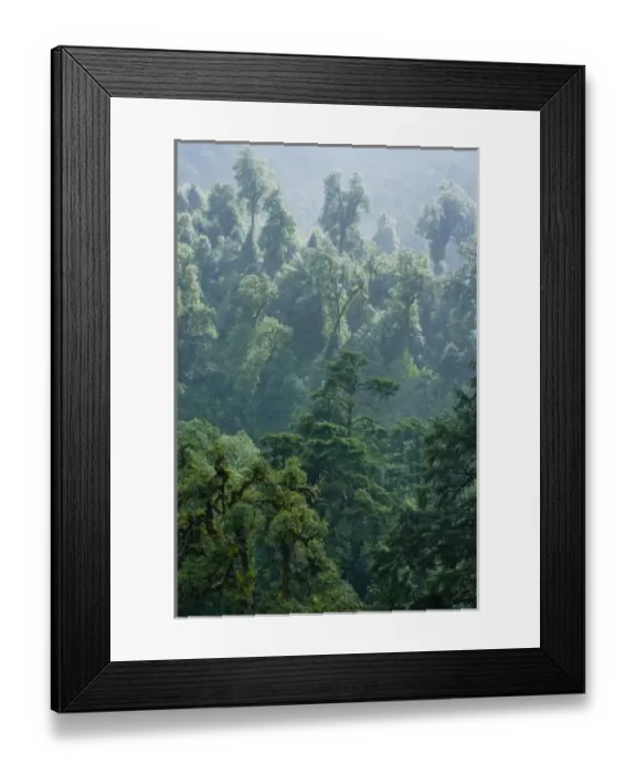 Framed Print : Forest, Phobjikha Valley, Bhutan Framed Print : Forest, Phobjikha Valley, Bhutan