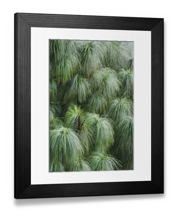 Framed Print : Pine needles swaying in wind, Bhutan