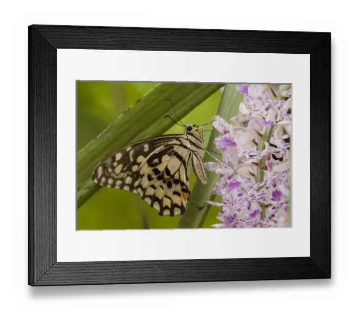 Framed Print : Asia, Myanmar, Burma Framed Print : Asia, Myanmar, Burma