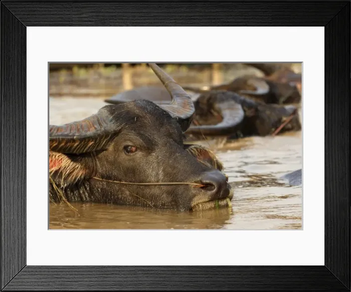 Framed Print : Asia, Myanmar, water buffalo (Bubalus bubalus) wallowing in river Framed Print : Asia, Myanmar, water buffalo (Bubalus bubalus) wallowing in river