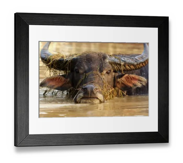 Framed Print : Asia, Myanmar, Burma