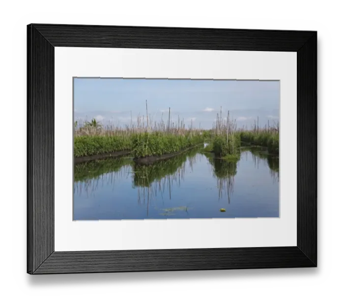 Framed Print : Floating farm on Inle Lake, Myanmar