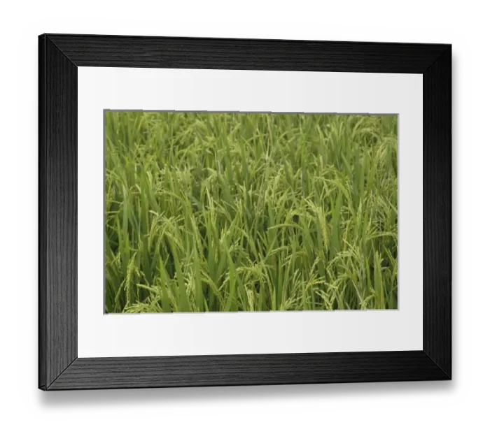 Framed Print : Close-up of cultivated rice in the field, near Guilin, China Framed Print : Close-up of cultivated rice in the field, near Guilin, China