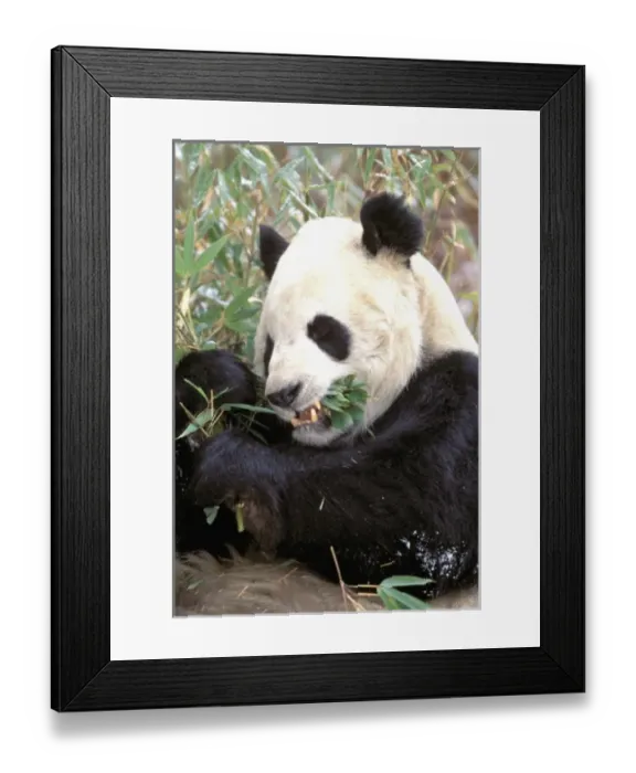 Framed Print : Asia, China