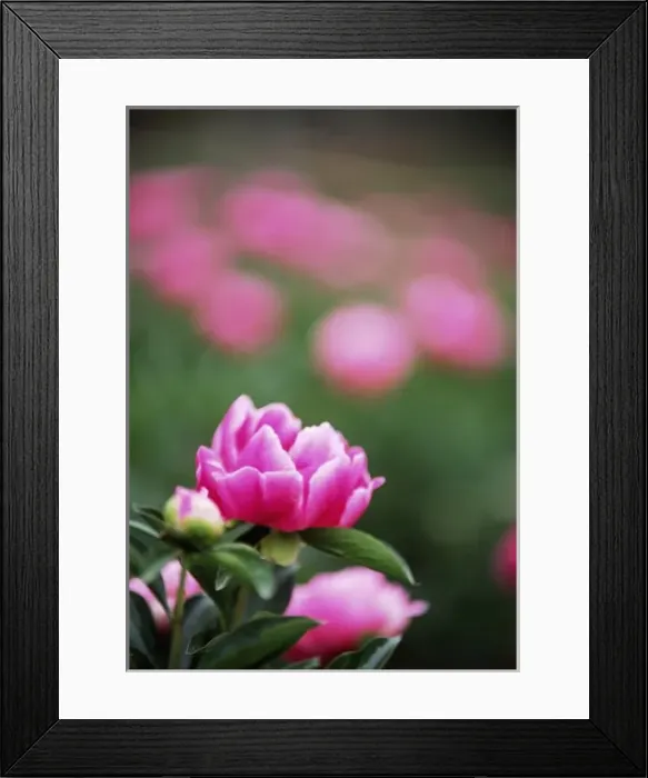Framed Print : Asia, China, Yunnan Province, Wuding. Pink blossoms in Peony Garden of Lion Mt. Scenic Resort Framed Print : Asia, China, Yunnan Province, Wuding. Pink blossoms in Peony Garden of Lion Mt. Scenic Resort
