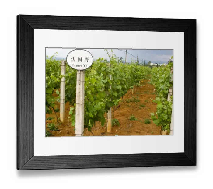 Framed Print : Asia, China, Yunnan Province, Mile County. Vinyard is placarded as a French grape variety