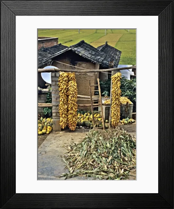 Framed Print : Asia, China, Yunnan Province, Dongchuan. Corn and squash harvest in farmhouse scene Framed Print : Asia, China, Yunnan Province, Dongchuan. Corn and squash harvest in farmhouse scene