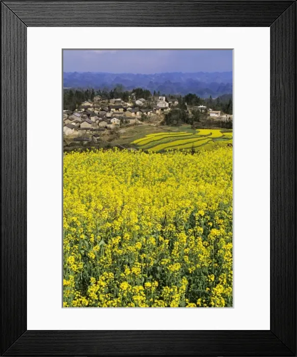 Framed Print : Asia, China, Yunnan Province, Luoping. Tangliwa Village sits amid rape seed terraces in bloom