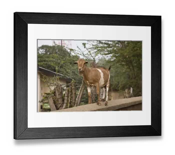 Framed Print : Africa, West Africa, Ghana, Wa. Goat standing on concrete wall