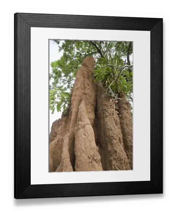 Framed Print : Unknown. Africa, West Africa, Ghana, Wa. Close-up shot of termite tower in woods Framed Print : Unknown. Africa, West Africa, Ghana, Wa. Close-up shot of termite tower in woods