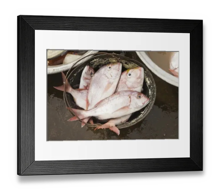 Framed Print : Africa, West Africa, Ghana, Elmina. Close-up shot of fish for sale at Elmina fish market Framed Print : Africa, West Africa, Ghana, Elmina. Close-up shot of fish for sale at Elmina fish market
