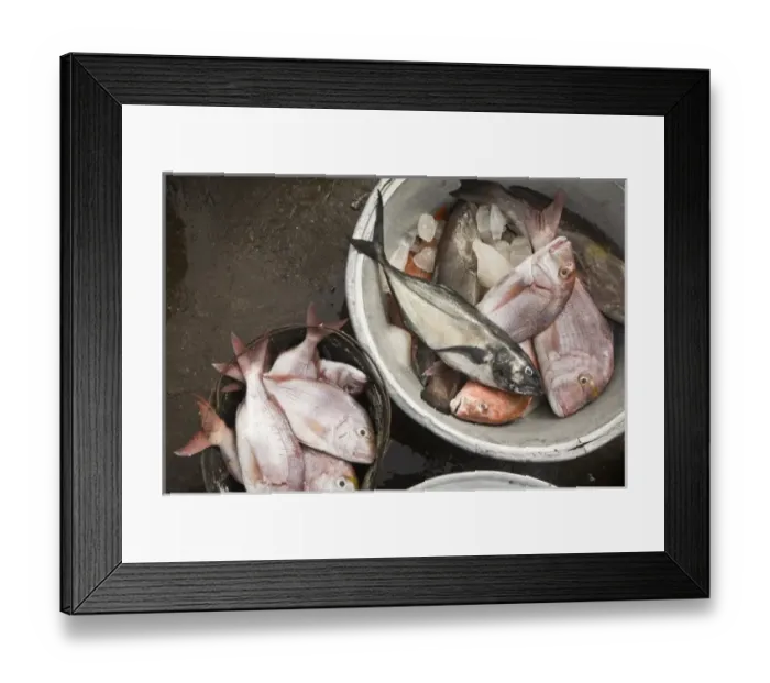 Framed Print : Africa, West Africa, Ghana, Elmina. Close-up shot of fish for sale at Elmina fish market Framed Print : Africa, West Africa, Ghana, Elmina. Close-up shot of fish for sale at Elmina fish market
